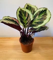 Calathea Shinestar