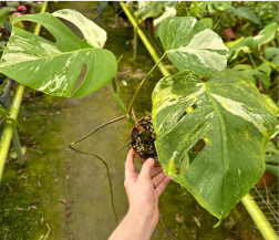 Monstera deliciosa Albo | 17CM