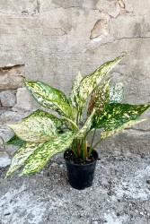 Aglaonema 'Etta Rose'