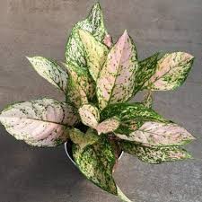 Aglaonema 'Etta Rose'