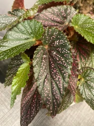 Begonia 'Benigo Pink' 'Pink Spots'