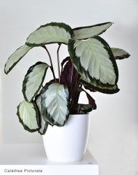 Calathea picturata