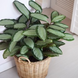 Calathea picturata