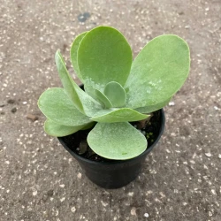 Kalanchoe thyrsiflora "Flapjack"