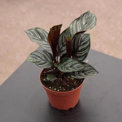 Calathea ornata "Pinstripe"