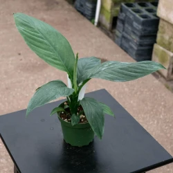 Spathiphyllum Sensation