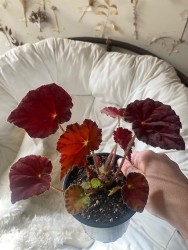 Begonia Marmalade