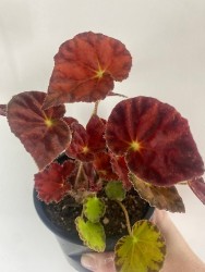 Begonia Marmalade