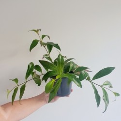 Aeschynanthus radicans (lipstick plant) | Indoor House Plant