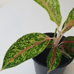 Aglaonema Night Sparkle Indoor Plant