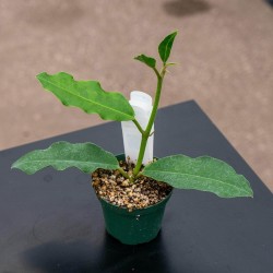 Hoya imperialis