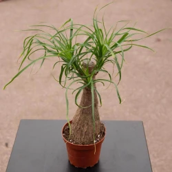 Beaucarnea recurvata "Ponytail Palm"