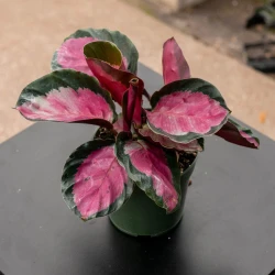 Calathea roseopicta 'Rosey'