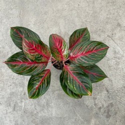 Aglaonema 'Garnet Coltrane'