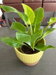 Philodendron 'Moonlight' (Rare)