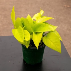 Pothos Epipremnum aureum 'Neon'