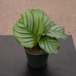 Calathea orbifolia