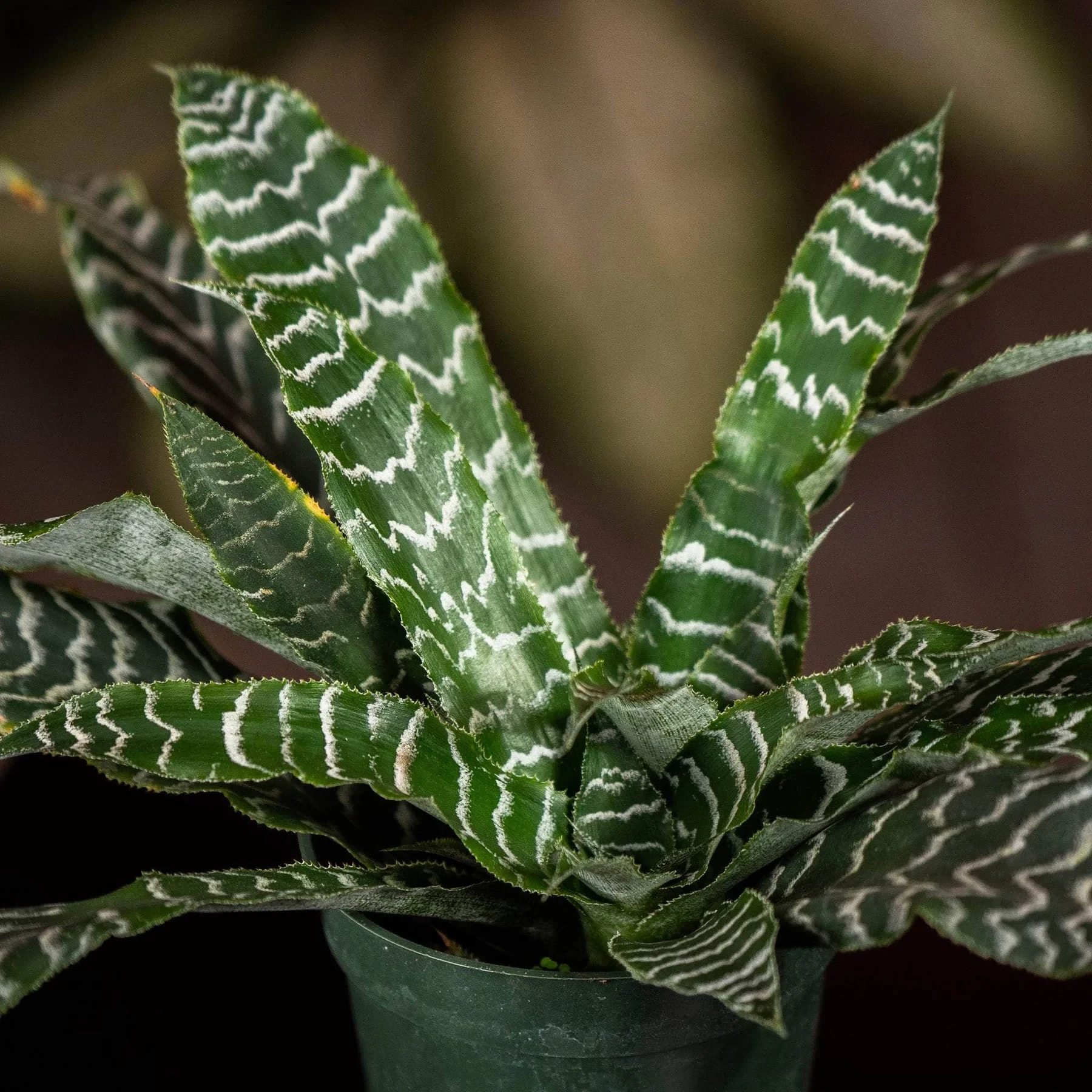 Bromeliad Cryptanthus 'Betty'