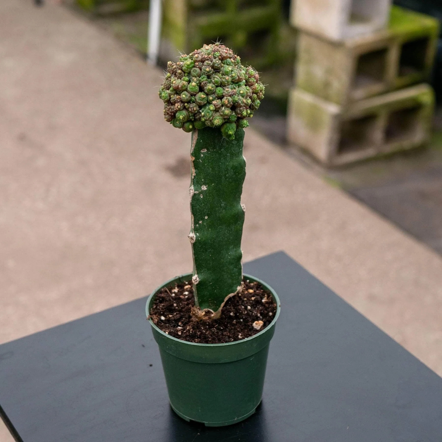 Mammillaria bocasana 'Fred' Grafted