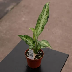 Dieffenbachia 'Maui Wowie'