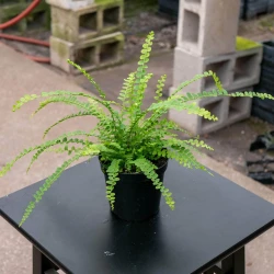 Fern Nephrolepsis cordifolia 'Duffii' "Lemon Button"