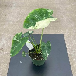 Colocasia esculenta 'Ele Paio'