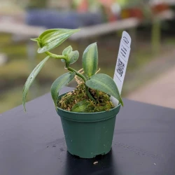 Vanilla planifolia variegata