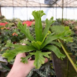 Fern Bird's Nest Asplenium antiquum 'Crissie'