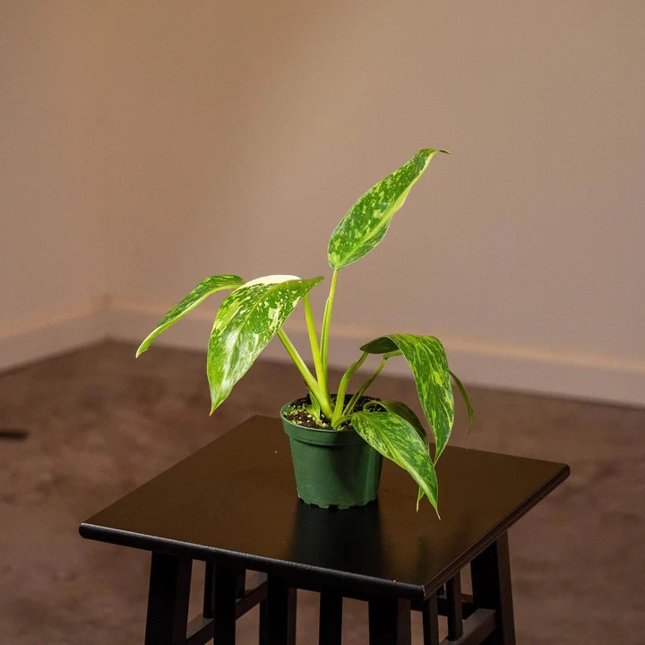 Philodendron 'Jose Buono'