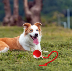 BounceTug Play Ball – Interactive Pet Toy