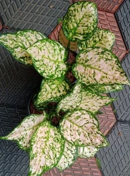 Aglaonema Eileen