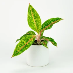 Aglaonema Night Sparkle