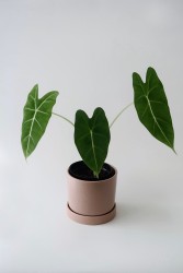 Alocasia micholitziana