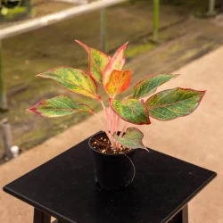 Aglaonema 'Jasper Jones'