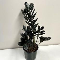 Zamioculcas Black