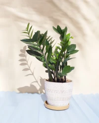 Zamioculcas Green