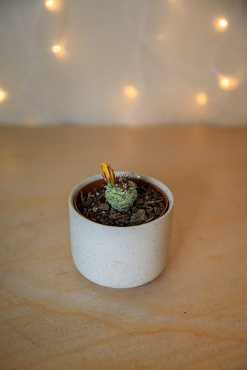 Ortegocactus Macdougallii