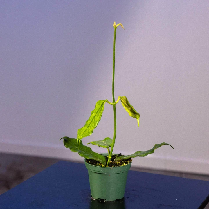 Hoya globulosa/villosa