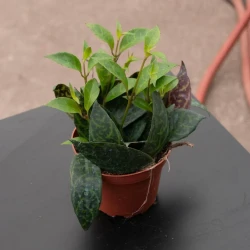 Lipstick Aeschynanthus longicaulis 'Black Pagoda'