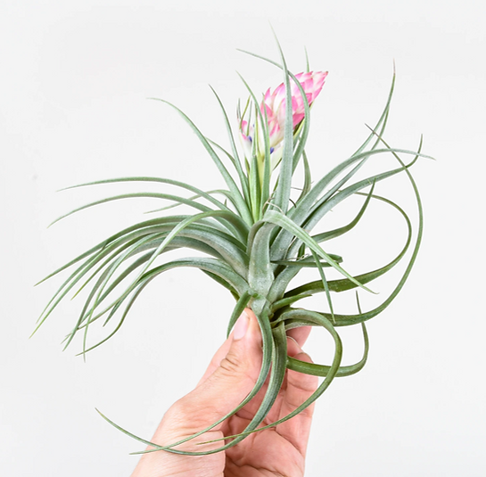 Tillandsia air plant