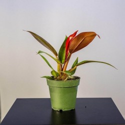 Philodendron Sun Red