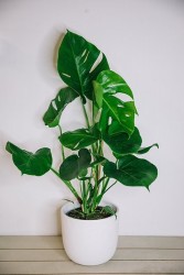 Monstera deliciosa