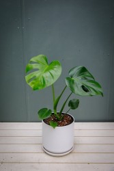 Monstera deliciosa