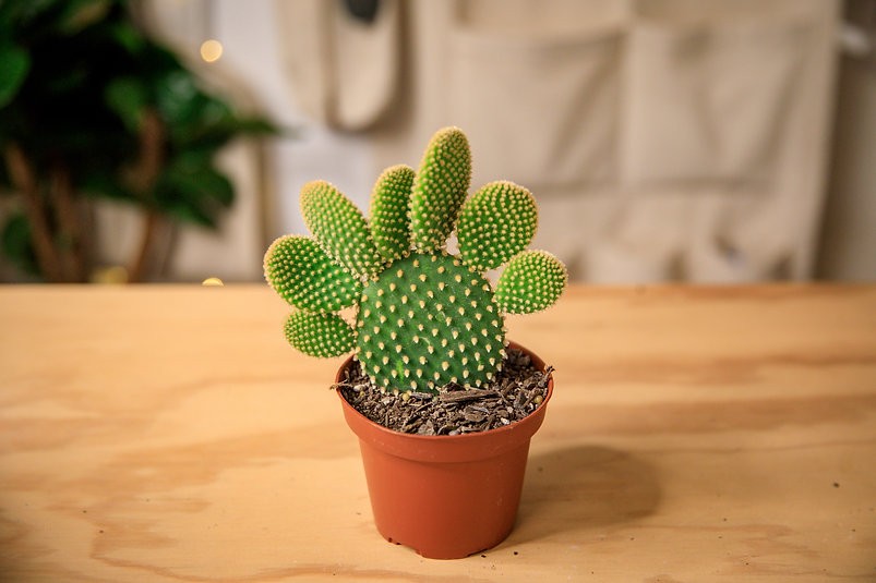 Bunny ear cactus (Opuntia microdasys)