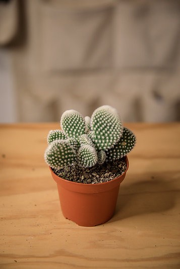 Bunny ear cactus (Opuntia microdasys)