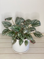 Begonia 'Silver Jewel'