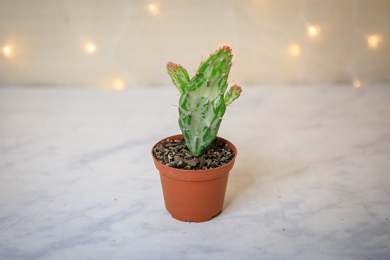 "Sweet Prickly Pear" Opuntia monacantha variegata