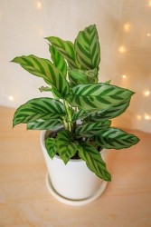 Calathea Freddy