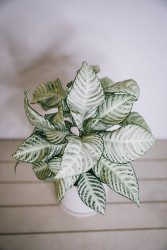 Aphelandra "Snowflake" - zebra plant