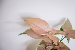 Syngonium 'Maya Red'